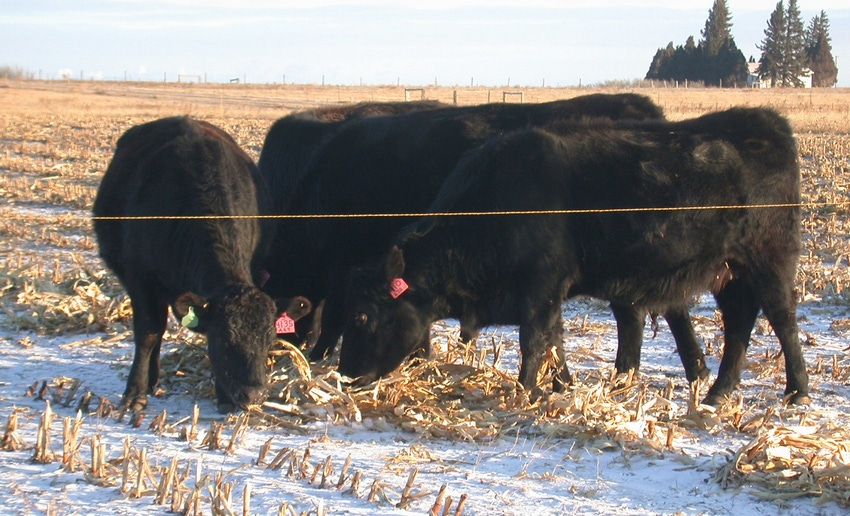 WFP-ARS-beef-cattle.jpg