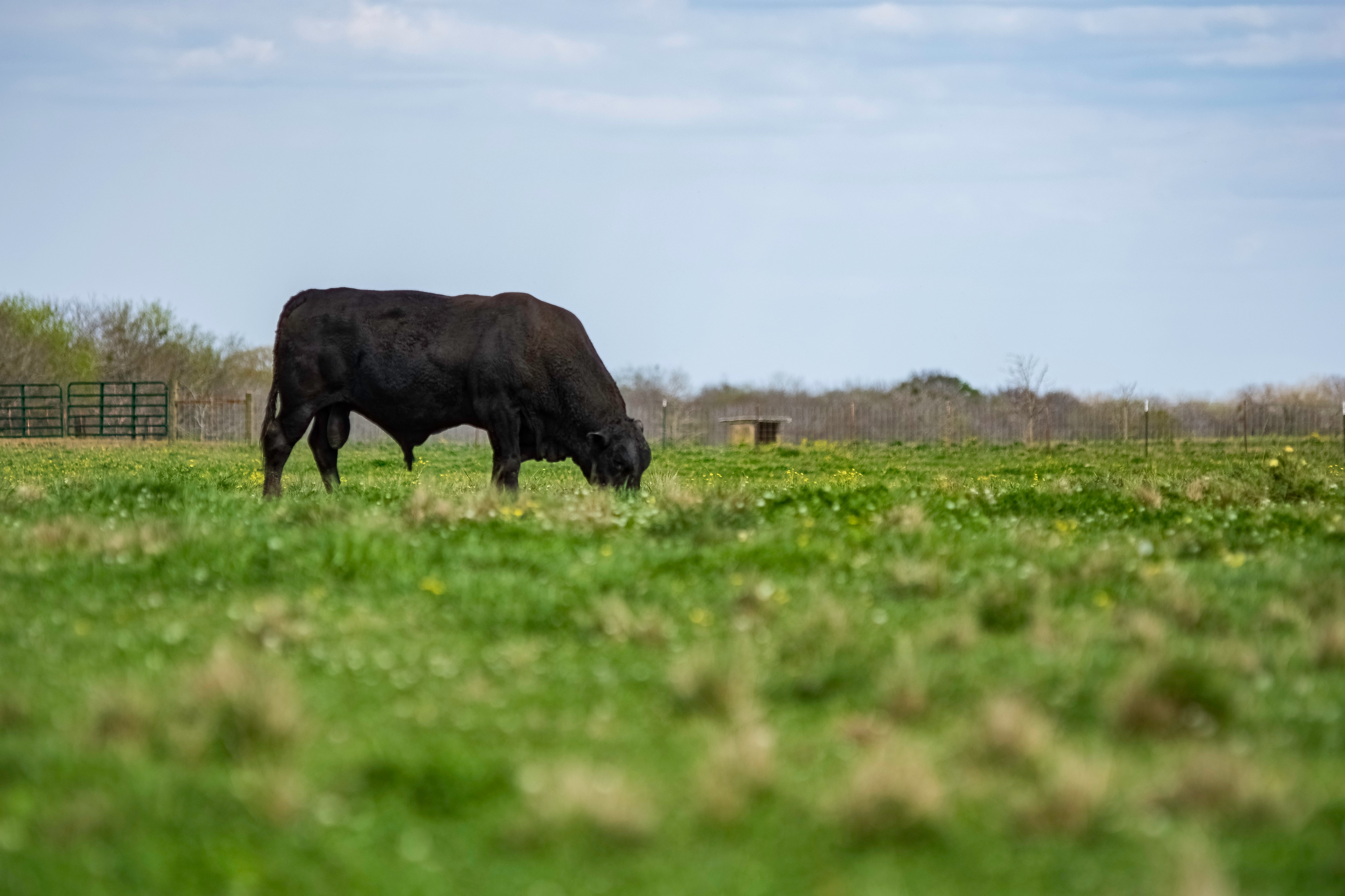 Producers to be paid grid premiums for AngusLink Beef Scores - Vimarsana News