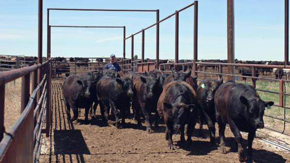 Price implications of the next cattle cycle