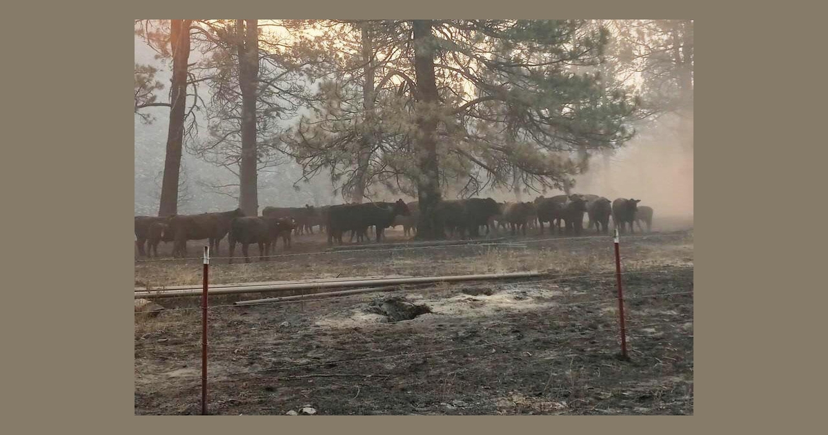 How does wildfire smoke affect cattle?