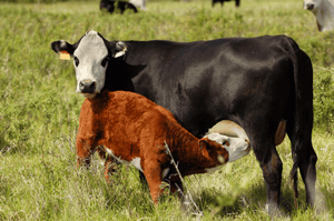 Cow Calf Pair