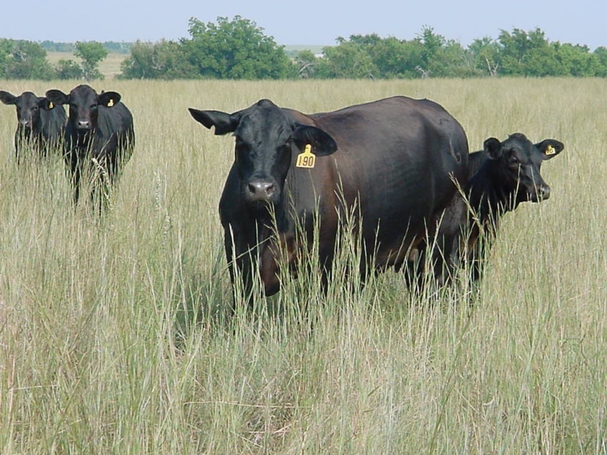 PC19-Tons-of-grass-and-growthy-calves-by-lane-corley.jpg