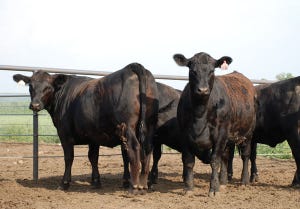 Projected lifetime returns: Bred heifers