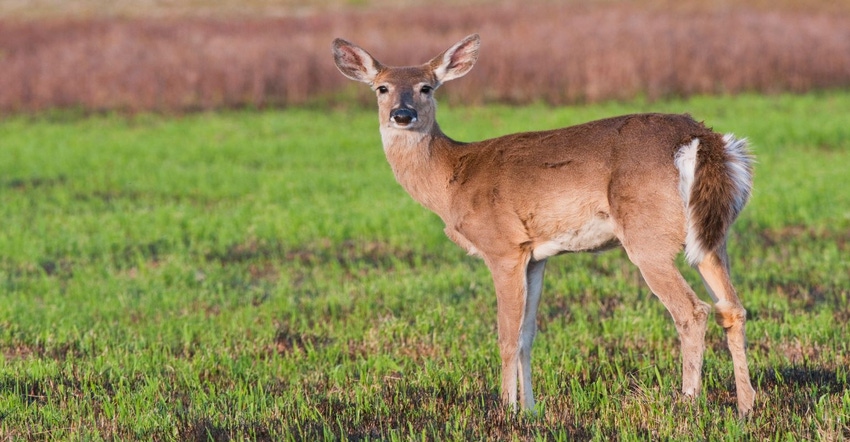 12-08-21 Deer and Covid.jpg 12-08-21 Deer and Covid.jpg
