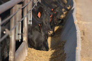 Cattle on feed