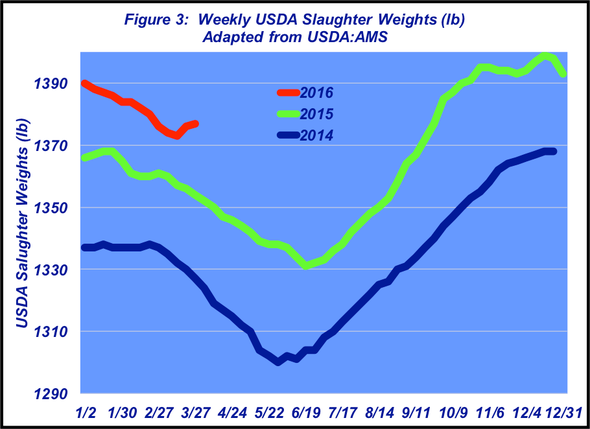 weekly usda slaughter weights