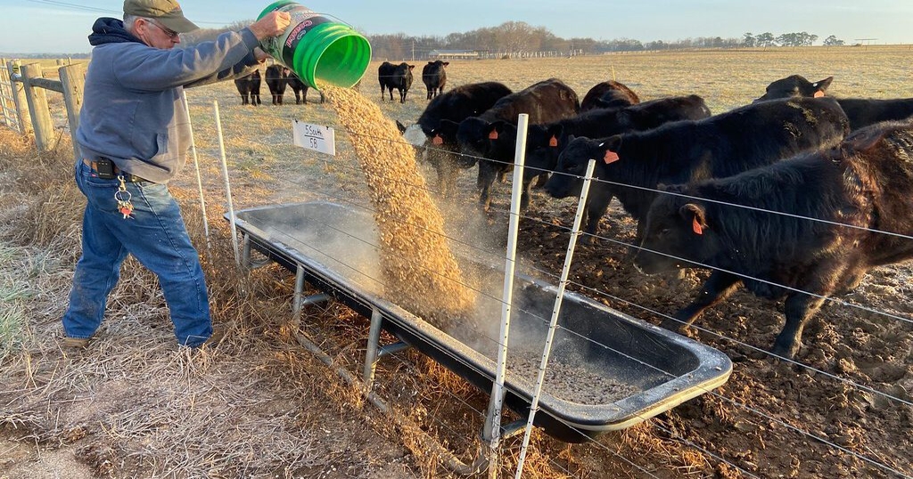 Scientists work to develop feed additives for healthy cattle, environment