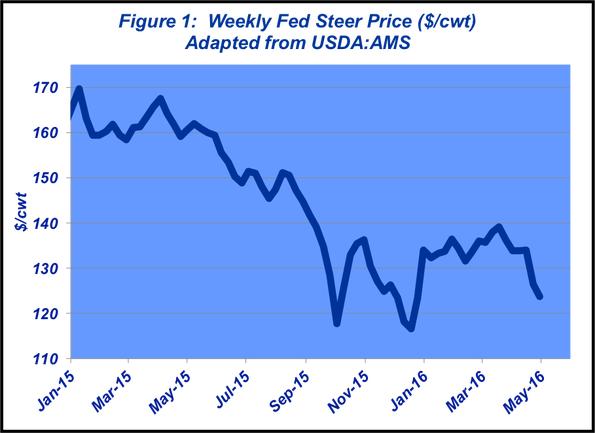 weekly fed steer prices