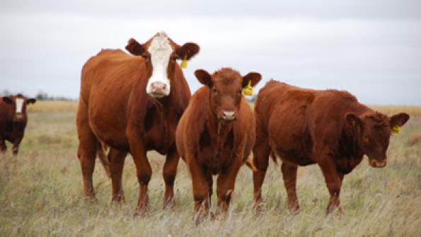 Crowbar Economics For Cow-Calf Producers