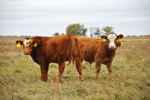 Calf And Feeder Prices Widen Gap With Fed Cattle-Beef