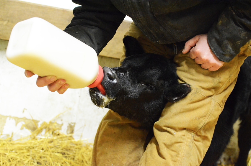 Bottle feeding a calf