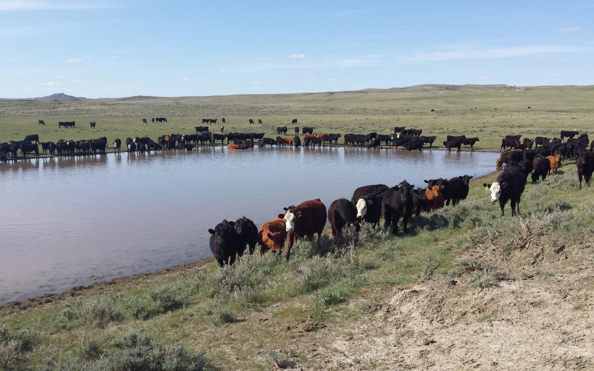 SDSU Extension offering livestock water testing across state - Vimarsana News