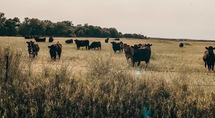 cattle_1.jpg cattle_1.jpg