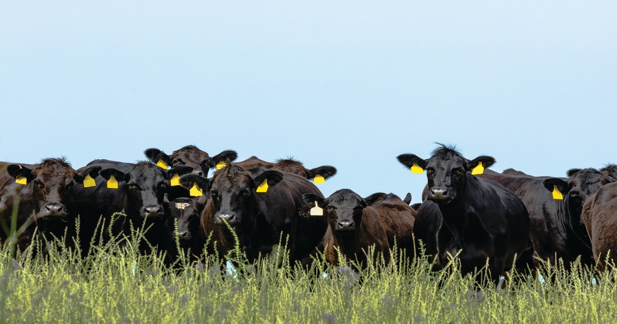 2025 Angus Herdsman of the Year candidates announced