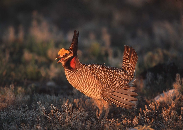 Texas judge says ESA listing for lesser prairie chicken is a no-go