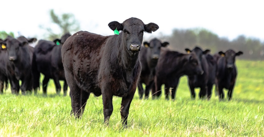 Cattle on pasture Cattle on pasture