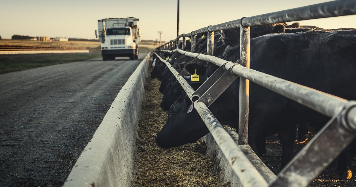 Prioritize cattle health to manage risk