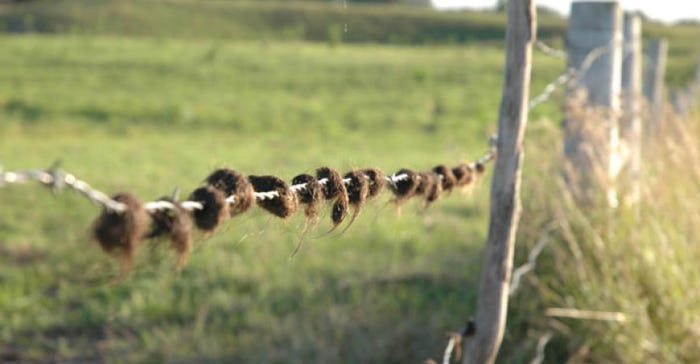 1. 7 common cattle fencing mistakes