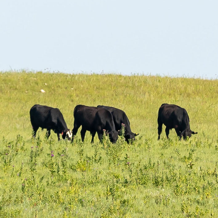 KSU Late Season Grazing Cattle.jpg