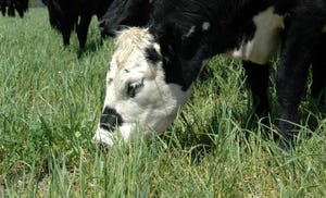 There is nothing simple about grazing cattle