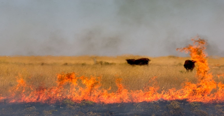 12-27-21 cattle wildfire.jpg 12-27-21 cattle wildfire.jpg