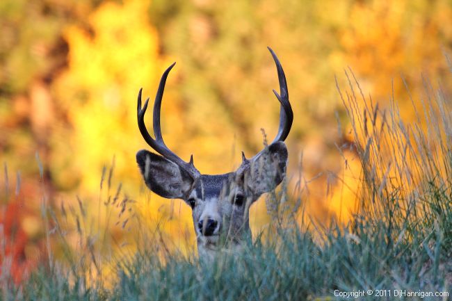 Why Consider Wildlife In Your Ranch Management Plans?