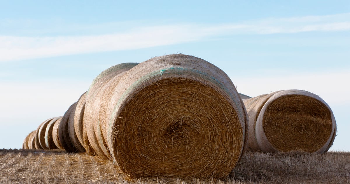 Make Hay Three ways to be more profitable making hay