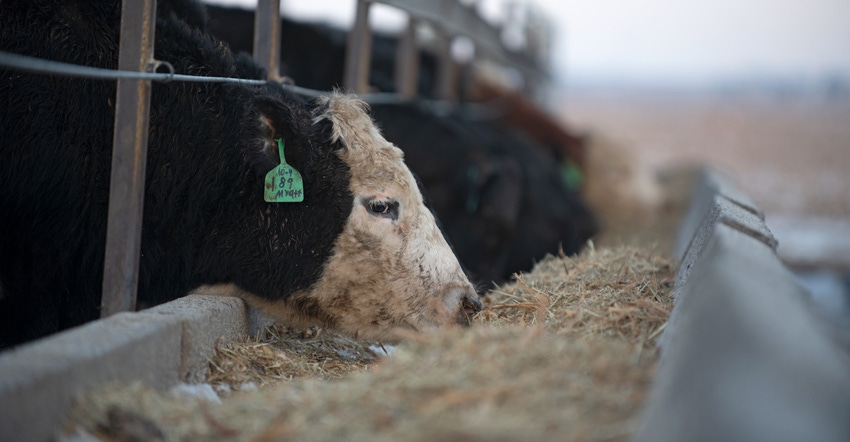 cow eating out of feed trough cow eating out of feed trough
