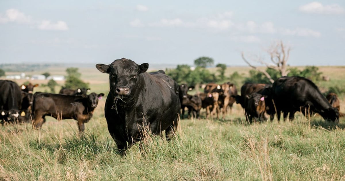 Bigger cattle may be the industry’s new normal