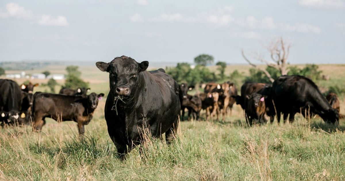 Bigger cattle may be the industry’s new normal