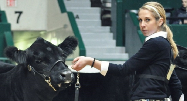 Showing Cattle Is More Than Ribbons And Banner