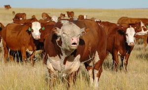 Factors That Affect The Breeding Ability Of Bulls
