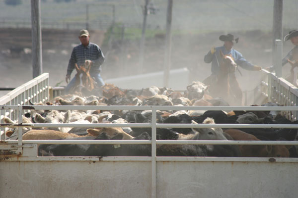 5 things to know about cattle to be a better handler
