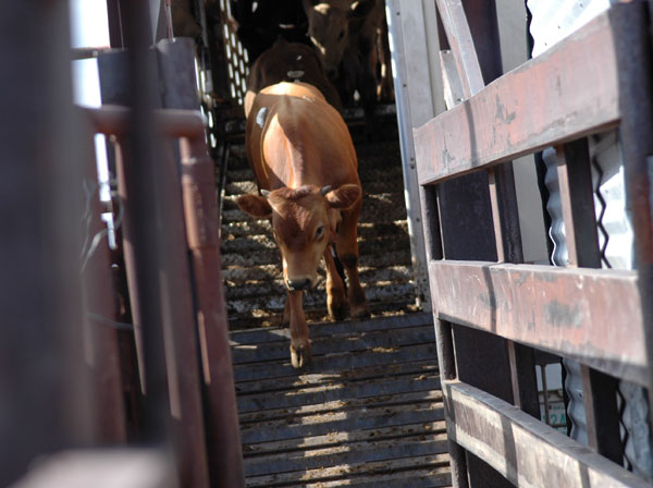 Economic projections for 2017 spring-born calves Economic projections for 2017 spring-born calves