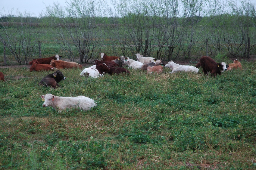 Cattle resting