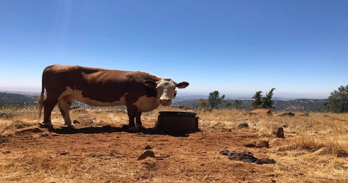 Understanding cattle grazing personalities may foster sustainable rangelands