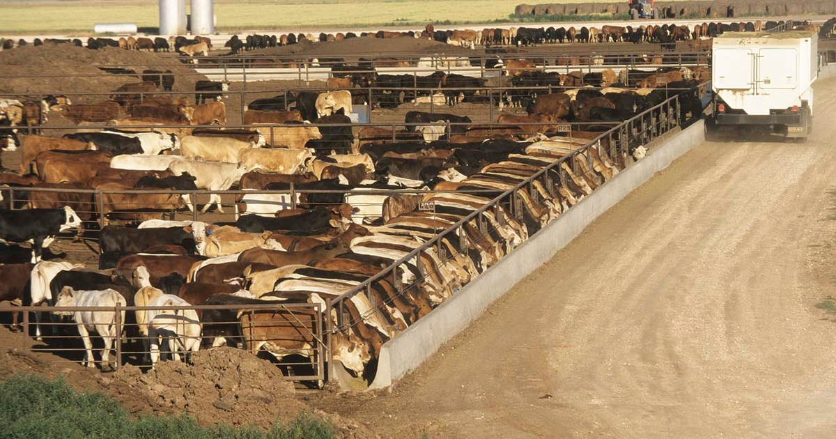 Meat Institute says USDA over-regulating beef, cattle markets
