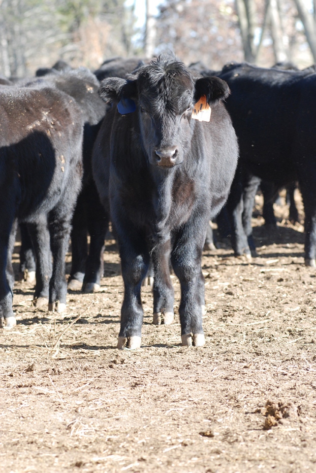 Replacement Heifer Nutrition Is Especially Important This Year