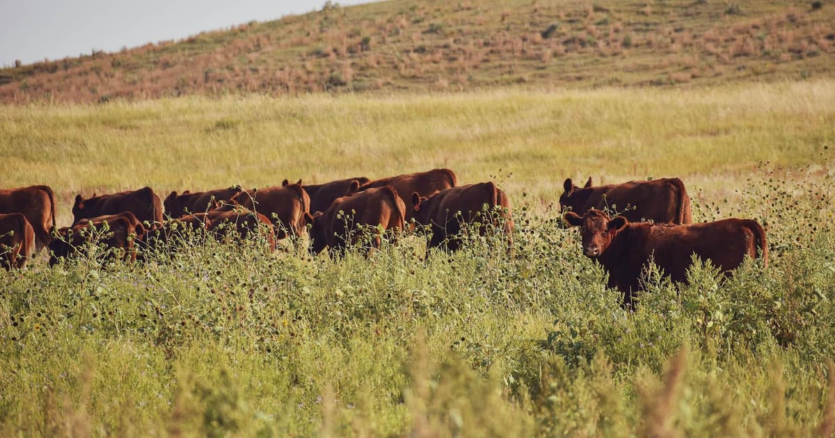 Record beef exports During August