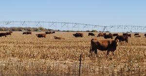 Cattle grazing cornstalks in field.