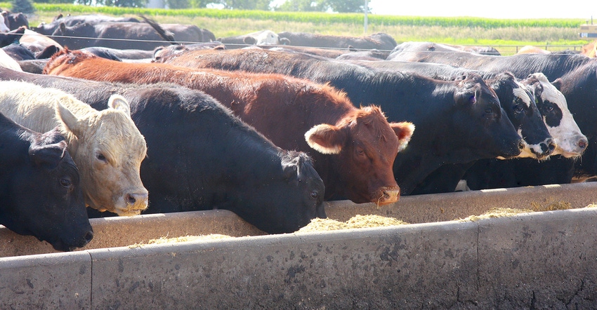 beef cattle at feed bunk