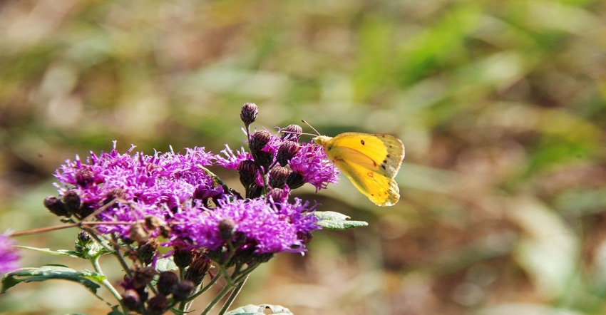 7-06-22 Ironweed GettyImages-1357490941.jpg 7-06-22 Ironweed GettyImages-1357490941.jpg