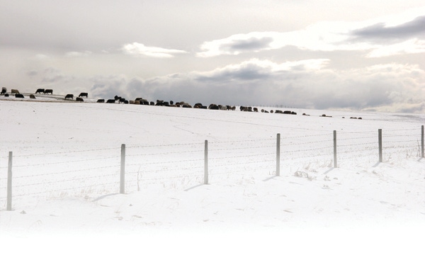 Early Winter Blast Helps Lift Cattle Markets