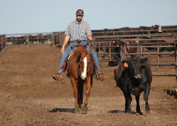 Two New Stockmanship Videos Available From Bud Williams