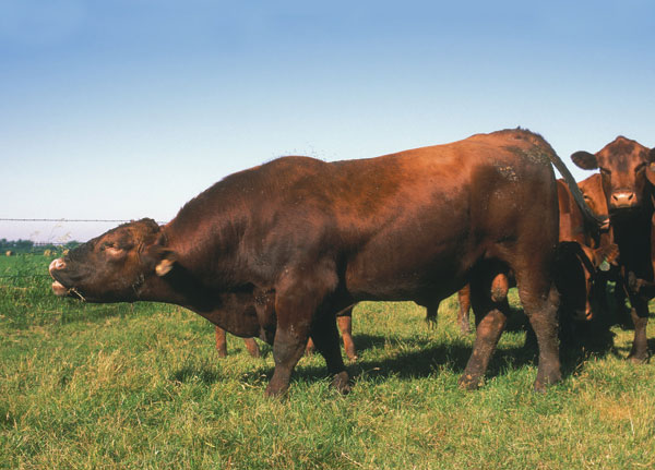 Bull Nutrition Impacts Semen Production