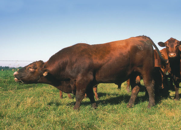 Bull Nutrition Impacts Semen Production Bull Nutrition Impacts Semen Production