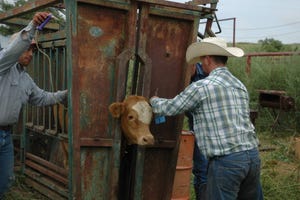 Will a true cattle disease traceability program please stand up?