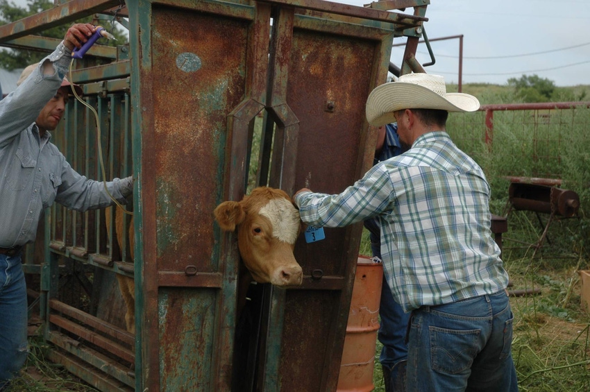 Will a true cattle disease traceability program please stand up? Will a true cattle disease traceability program please stand up?