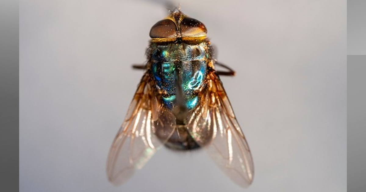 Tackling New World screwworm with eBeam technology