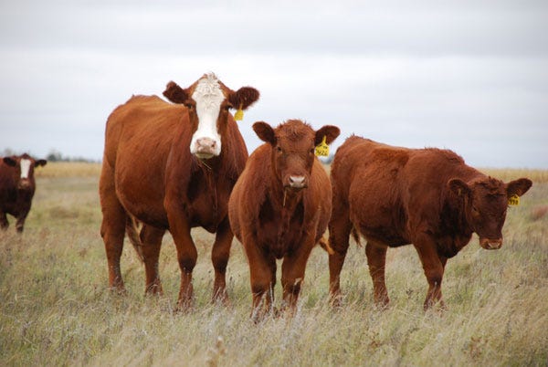 6 Trending Headlines: USDA announces FMD vaccine bank; PLUS: Hold ‘em or move ‘em? 6 Trending Headlines: USDA announces FMD vaccine bank; PLUS: Hold ‘em or move ‘em?